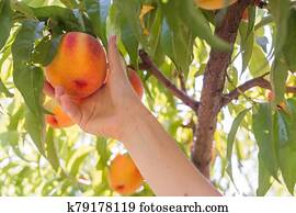 Summer time peach picking Summer time peach picking
