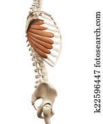 the serratus anterior the serratus anterior