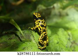 Yellow-banded poison dart frog