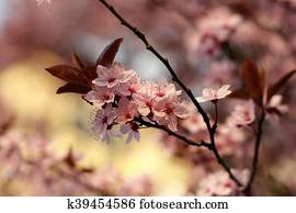 spring flowers spring flowers