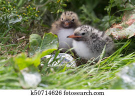 Arctic Tern young chicks