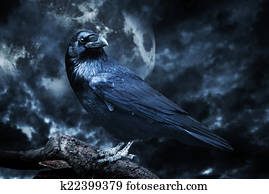 Black raven in moonlight perched on tree. Scary, creepy, gothic setting. Black raven in moonlight perched on tree. Scary, creepy, gothic setting.