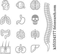 menschlich, innere organe, ausführlich, heiligenbilder, set. menschlich, innere organe, ausführlich, heiligenbilder, set.