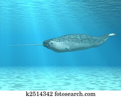 Narwhal Narwhal