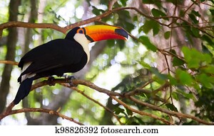 Toucan toco
