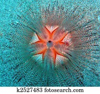 Beautiful Sea Urchin Beautiful Sea Urchin