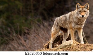 coiote, cima, um, colina