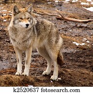 coiote, ligado, um, primavera, dia