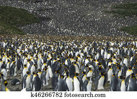 King penguins colony at South Georgia