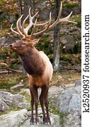 Male Deer Male Deer