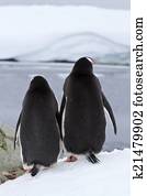 two Gentoo penguins who stand turning their backs