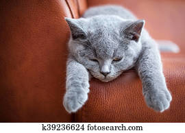 Young Cute Cat Resting On Leather Sofa The British Shorthair