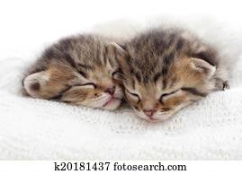 cute, gatinhos, dormir