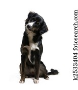 Dog - Listening Dog - Listening