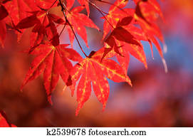 fall leaves fall leaves