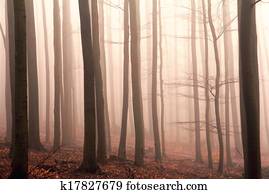 misty forest misty forest