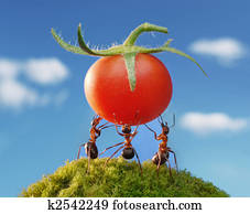 ant red harvest ant red harvest