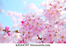 Cherry blossoms during spring