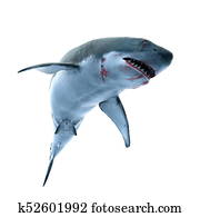 Shark Shark