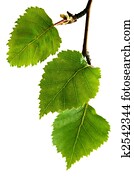 Silver Birch Leaves