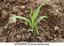 sprout corn sprout corn