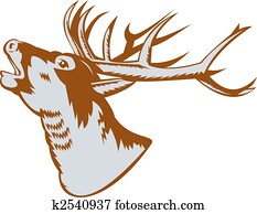 Stag deer head roaring Stag deer head roaring