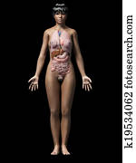 afrykańska-amerykańska kobieta