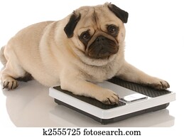 animal health - cute pug dog laying on weigh scales animal health - cute pug dog laying on weigh scales