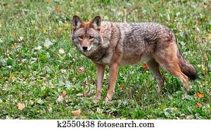 coiote, olhando câmera