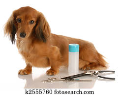 dog grooming - miniature long haired dachshund sitting beside grooming supplies dog grooming - miniature long haired dachshund sitting beside grooming supplies