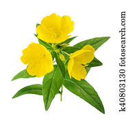 Evening Primrose Images | Our Top 703 Evening Primrose Stock Photos