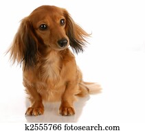 Long Haired Dachshund Images Our Top 944 Long Haired Dachshund