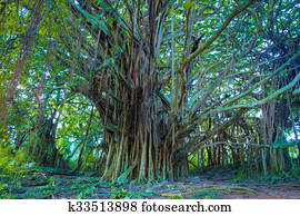 Beautiful banyan tree Beautiful banyan tree
