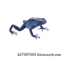 Blue poison dart frog