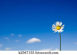 Daisy Daisy