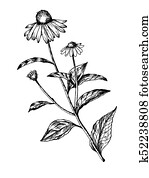 Echinacea medical herb engraving vector Echinacea medical herb engraving vector