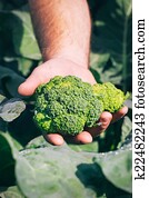 Fresh broccoli in farmer hand Fresh broccoli in farmer hand