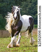 gypsy horse gypsy horse