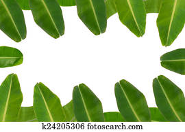 Extracto, plano de fondo, hermoso, belleza, botánica, ramas, brillante