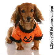 Long Haired Miniature Dachshund Wearing Pumpkin Sweater With Saucy