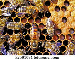 Queen bee behind work. Queen bee behind work.