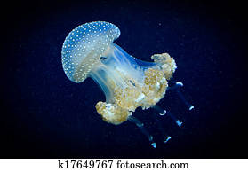 Transparent blue jellyfish Transparent blue jellyfish