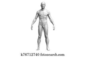 גוף אנושי, אנטומיה, של, a, איש, ב, a, השקפה של חזית, הפרד, ב, רקע לבן