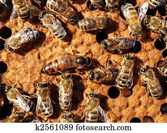 דבורה של מלכה, אחרי, work.