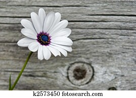 Delicate Daisy