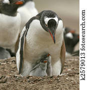 Gentoo penguins (Pygoscelis papua)