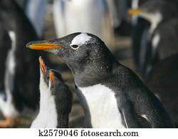 Gentoo penguins (Pygoscelis papua)