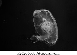 Jellyfish Jellyfish
