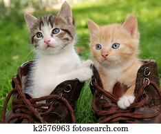 kitten in boots kitten in boots