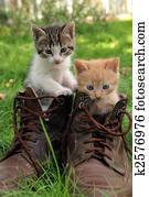 pair of kittens in high shoes outdoor pair of kittens in high shoes outdoor